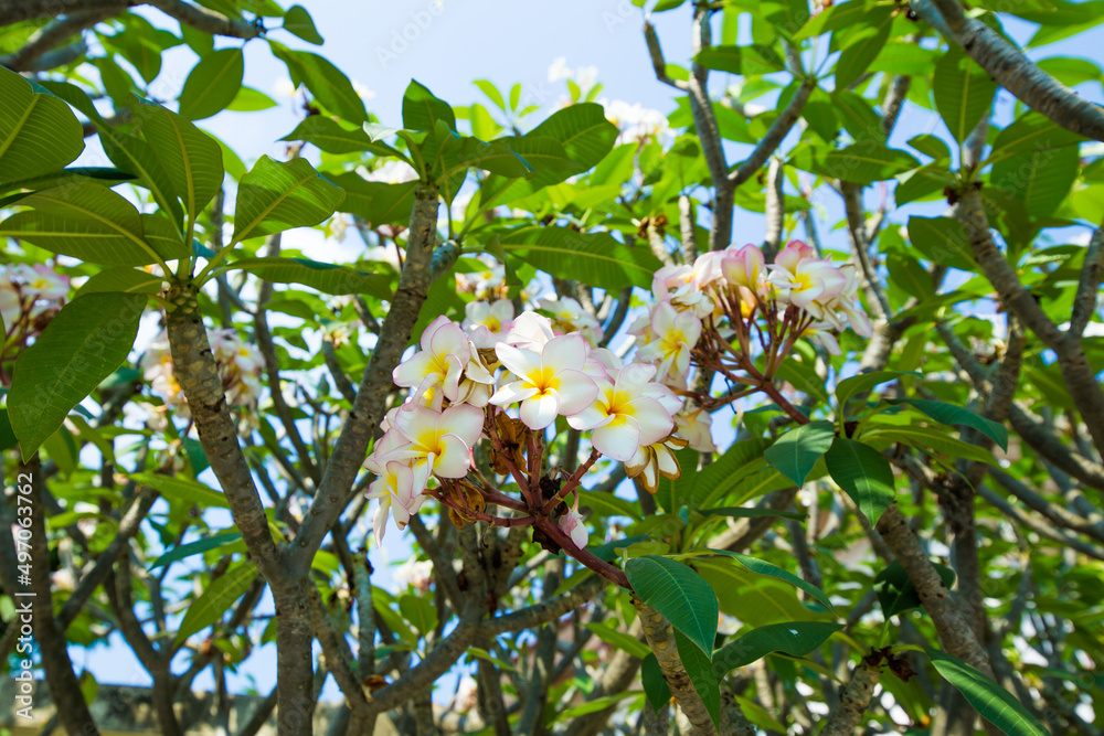 Frangipani flowers on the tree, focus selective. Frangipani flowers on the tree, focus selective.
