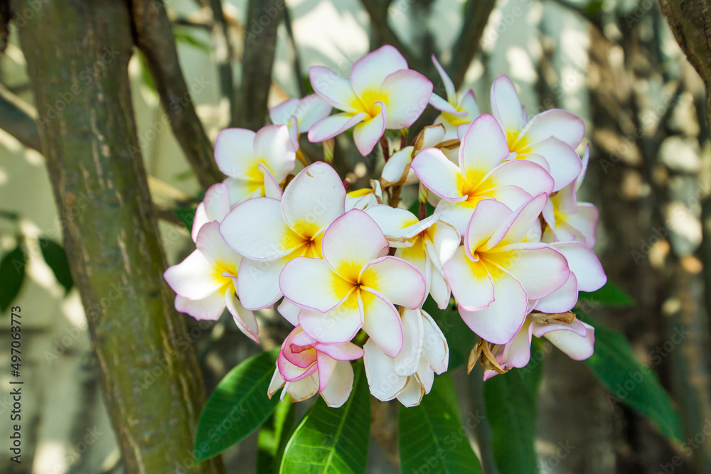 Frangipani flowers on the tree, focus selective. Frangipani flowers on the tree, focus selective.