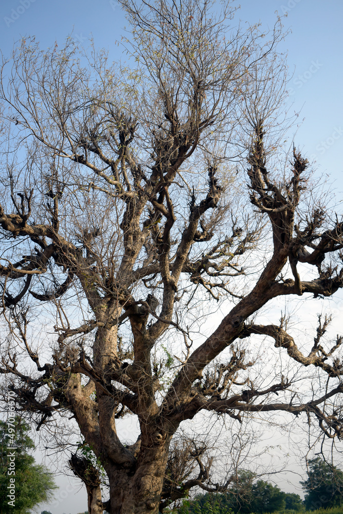 A Pattern design photography, the branches of the leafless trees, with deep blue sky background, selective focus point. A Pattern design photography, the branches of the leafless trees, with deep blue sky background, selective focus point.