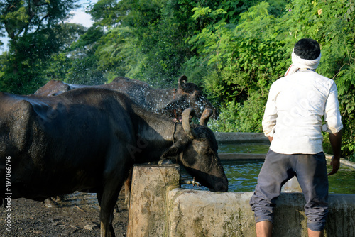 An Indian villager washes a buffalo in a pond at the jalgaon district of the Maharashtra state. photo
