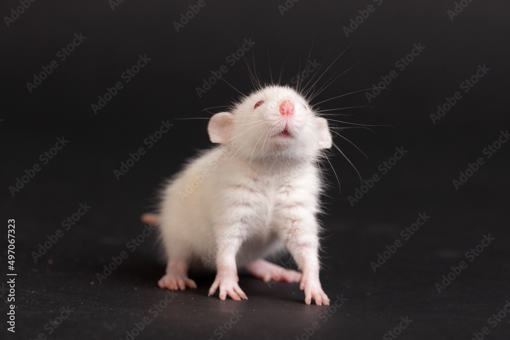 portrait of a white curious baby rat portrait of a white curious baby rat
