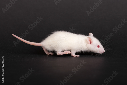white small baby rat