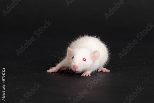 baby rat on black background