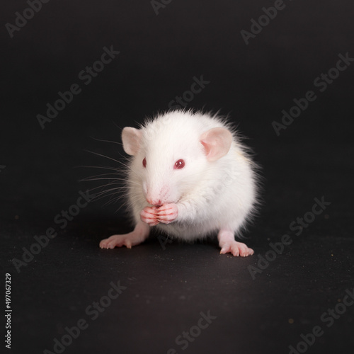 small baby rat on black background © Maslov Dmitry