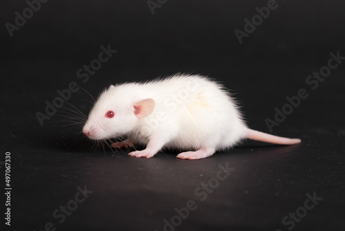 albino baby rat