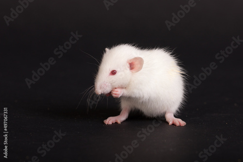 white baby rat on black background