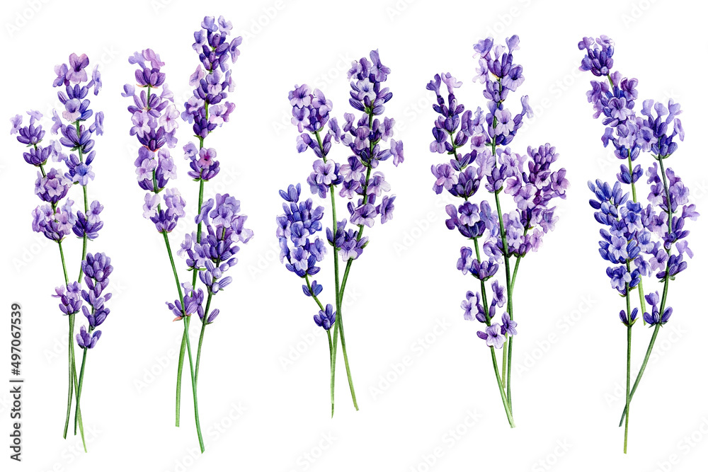 Obraz premium Lavender flowers on isolated white background, watercolor illustration, hand drawn