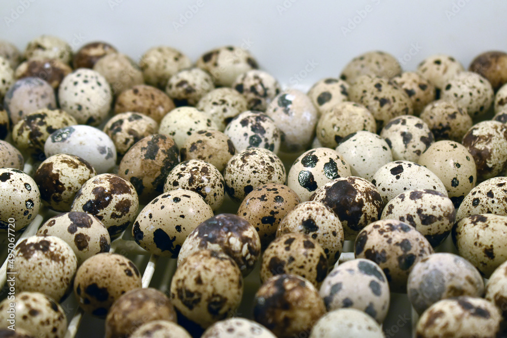 Growing quails on a poultry farm. Many quail eggs close-up in a special box incubator. Growing quails on a poultry farm. Many quail eggs close-up in a special box incubator.