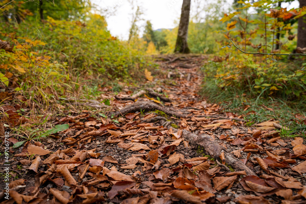 Walkway in the forest covered with brown leaves in autumn Walkway in the forest covered with brown leaves in autumn