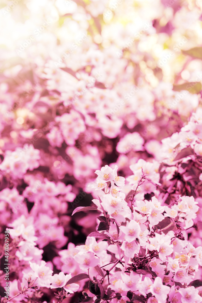 Fototapeta premium Jasmine flowers bloom in the garden.