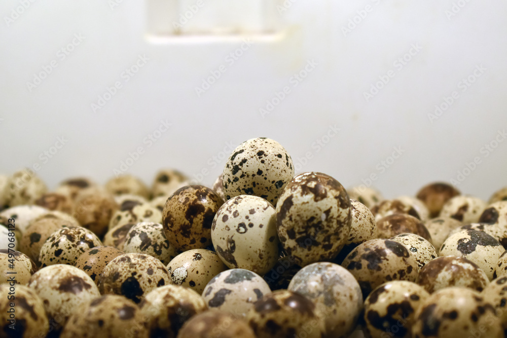 Closeup of quail eggs on the white straw. Top view Closeup of quail eggs on the white straw. Top view