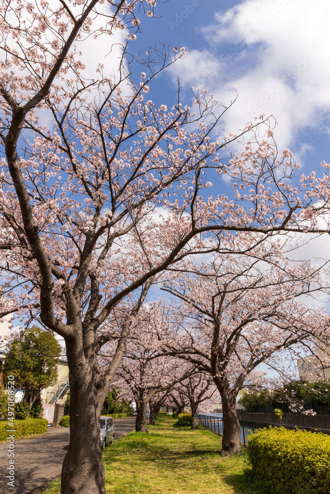 横浜市工場地帯の桜満開