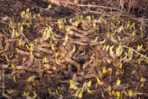 Strong and powerful tubers of the iris flower with shoots. Rhizome in early spring, texture of roots photo