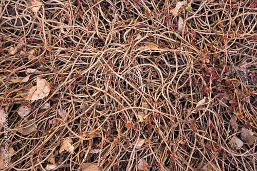 Stonecrop in early spring, top view texture of roots. Rhizome