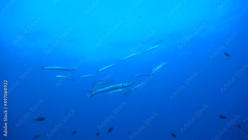 Small group of Barracuda swimming in the blue ocean just below the water surface Small group of Barracuda swimming in the blue ocean just below the water surface