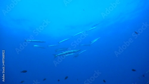 Wallpaper Mural Small group of Barracuda swimming in the blue ocean just below the water surface Torontodigital.ca