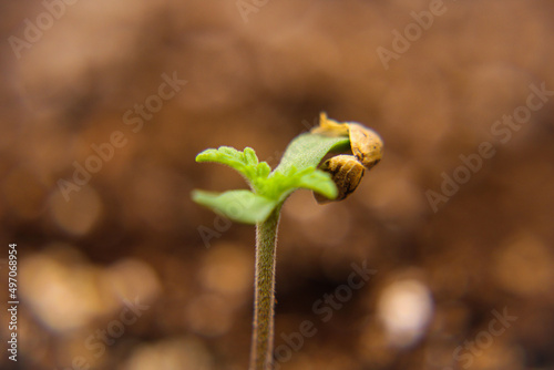 Female cannabis seed, in its first week of germination, Medical marijuana showing first leaf set, seed shell hanging from the cotyledon. Pot growing in a grow tent. Seed germination leading into veg