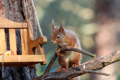 Red Squirrel