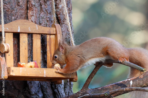 Red Squirrel 