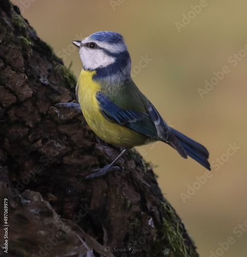 Blue Tit on tree