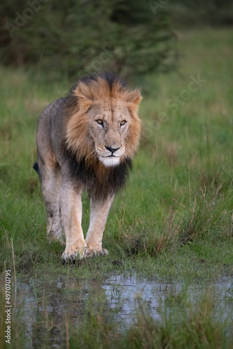 Male lion in the wild savannah