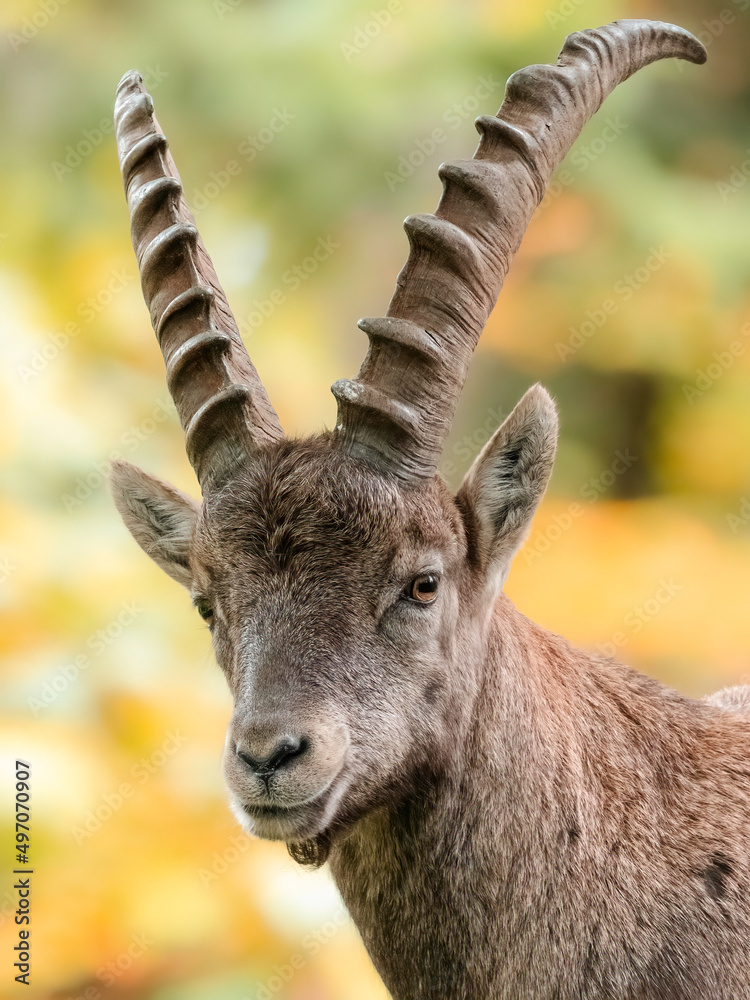 Alpensteinbock im Herbst, Naturpark Almenland, Steiermark, Österreich (Capra Ibex)
