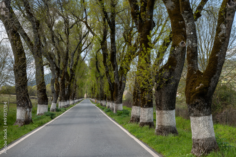 picturesque backcountry road lined with tall trees in springtime green color