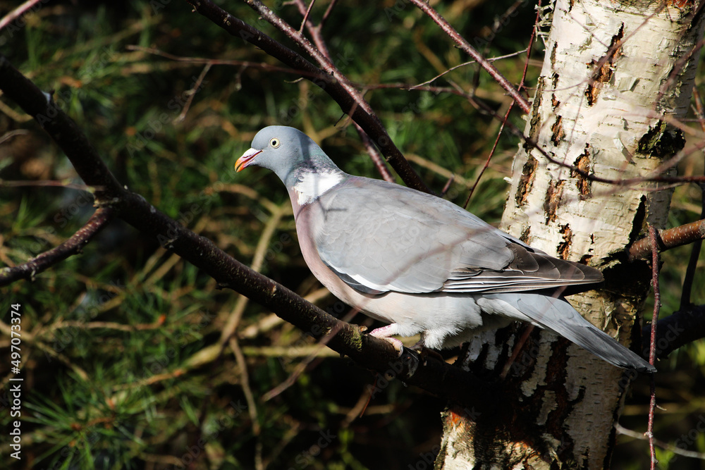 Fototapeta premium common wood pigeon perched on birch tree branch 