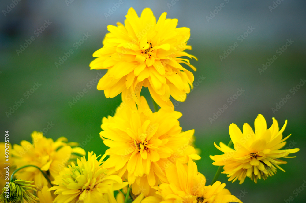 Naklejka premium beautiful big bouquet of yellow flowers. pick flowers in the garden. Good morning on a sunny day in the garden. Greeting card with natural flower background. 