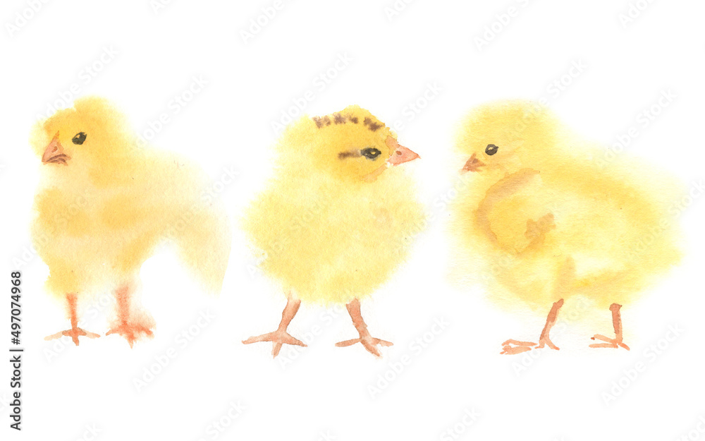Cute chicks on a white background in watercolor. Easter illustration