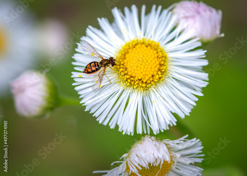 Wallpaper Mural Margined Calligrapher fly on Philadelphia Fleabane along the nature trail in Pearland, Texas! Torontodigital.ca