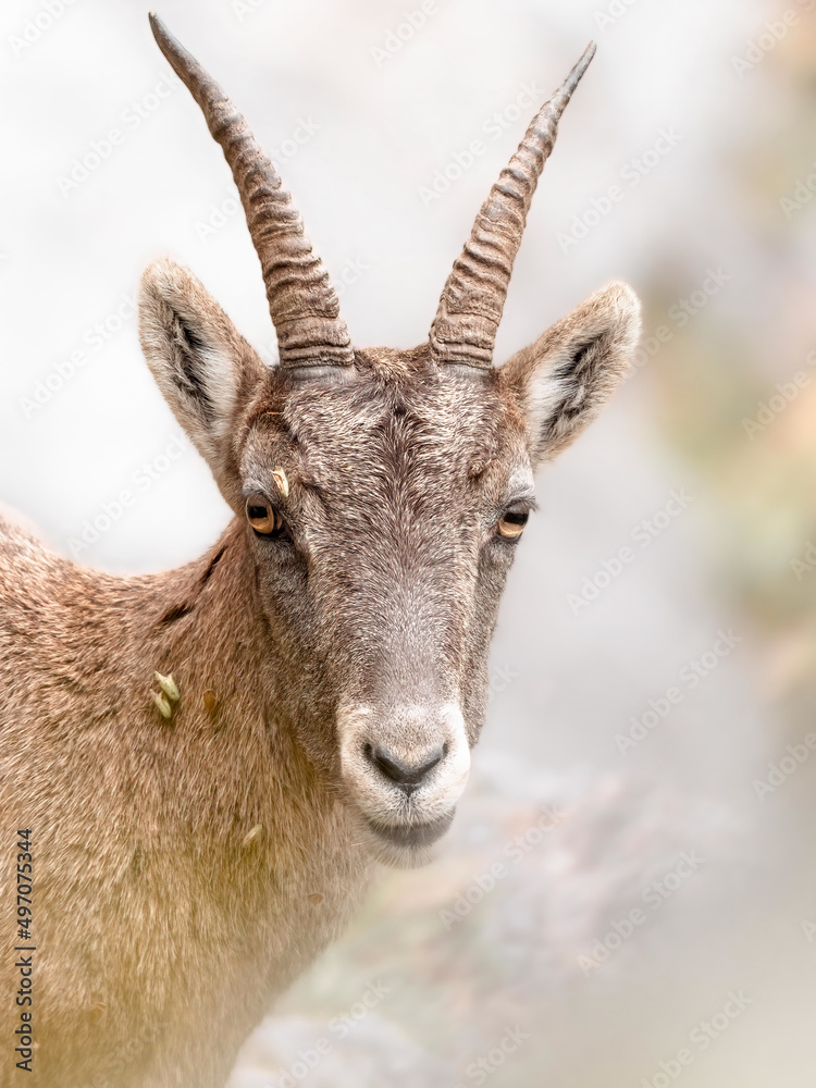 Steingeiß im Naturpark Alpenland, Steiermark, Österreich (Capra Ibex) Steingeiß im Naturpark Alpenland, Steiermark, Österreich (Capra Ibex)