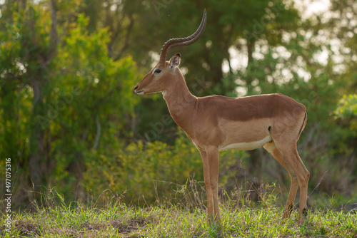 Impala (Aepyceros melampus) male. Mpumalanga. South Africa.