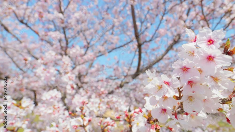 Cherry blossoms in full bloom under the blue sky in spring, Sakura flower, Nature or environment background Cherry blossoms in full bloom under the blue sky in spring, Sakura flower, Nature or environment background