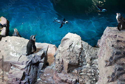 Картината върху платно penguins frolic in a large turquoise aquarium