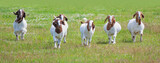 Boer goats with horns walking through the farm field in Canada