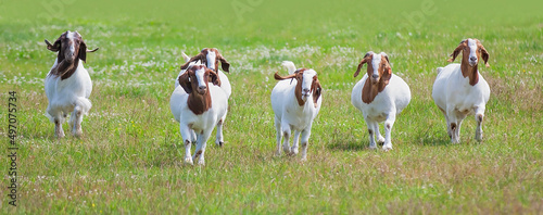 Boer goats with horns walking through the farm field in Canada