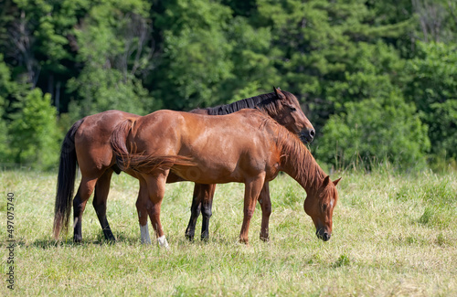 Two brown horses grazing in a pasture in early summer in Quebec, Canada © Jim Cumming
