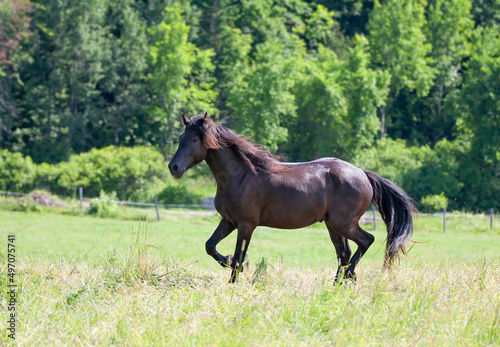 Black stallion running through the field in a rural meadow in Quebec  Canada