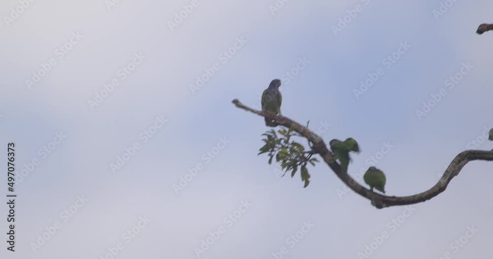 A Blue headed parrot lands on a branch and wards away the occupant parrot A Blue headed parrot lands on a branch and wards away the occupant parrot