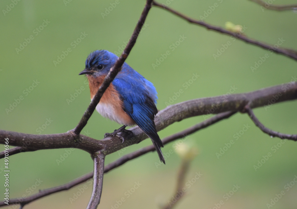 Bluebird Bluebird