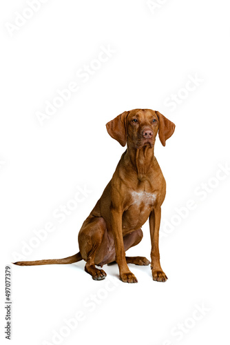 Studio shot of adorable brown Kurzhaar Drathaar  purebred dog posing isolated on white background. Concept of animal  pets  beauty  breed  title