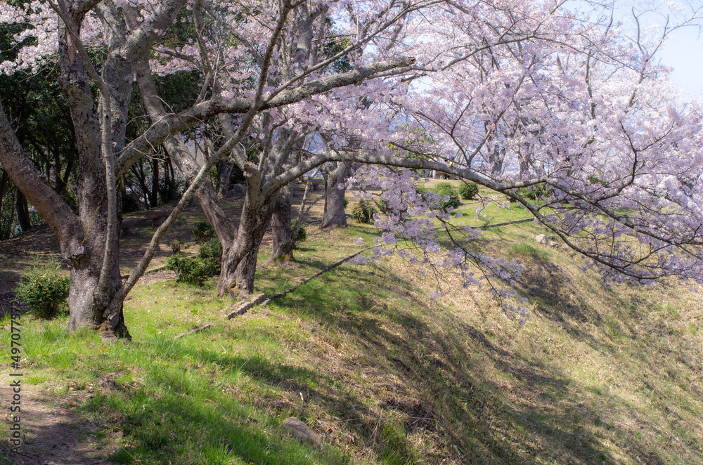 Fototapeta premium 桜