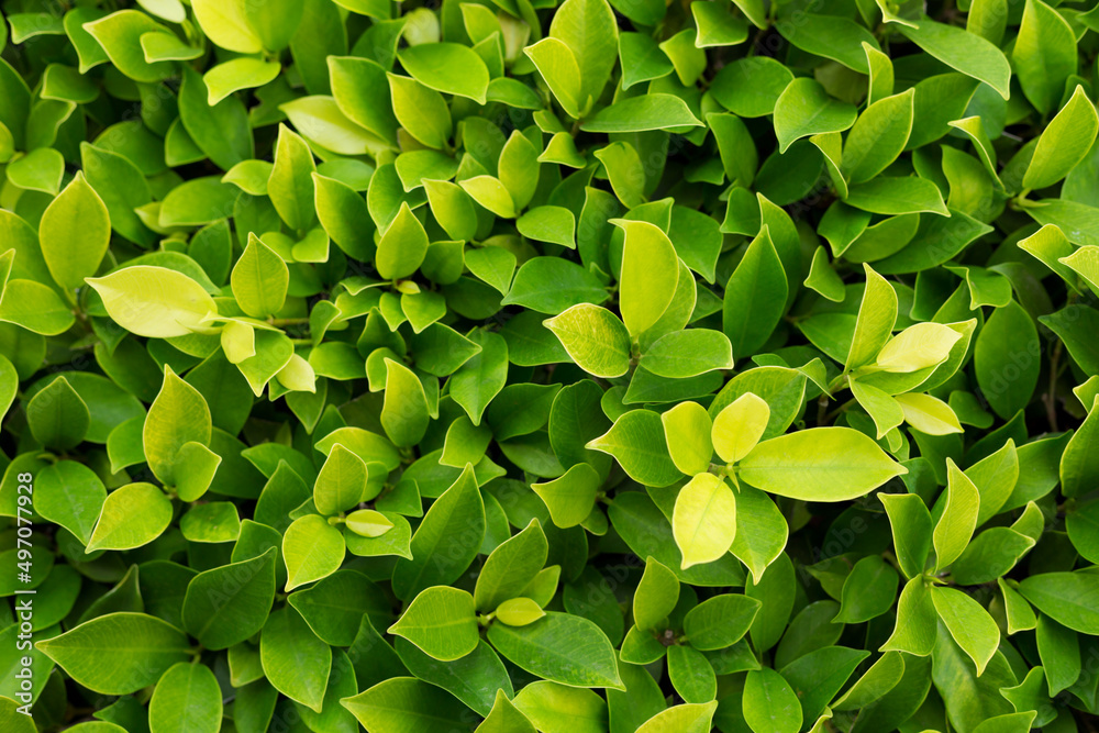 Green leaf background. Leaves texture. Green leaf background. Leaves texture.
