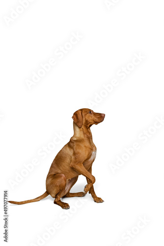 Studio shot of adorable brown Kurzhaar Drathaar  purebred dog posing isolated on white background. Concept of animal  pets  beauty  breed  title