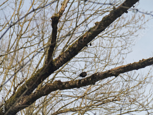 Amsel im Geäst