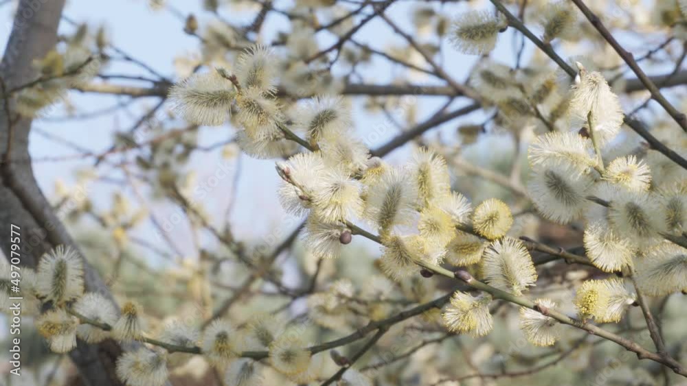 Closeup of yellow catkins on a willow tree, blooming in early spring. Closeup of yellow catkins on a willow tree, blooming in early spring.