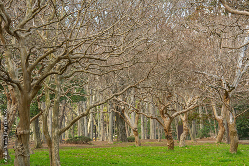 Naked Ginkgo biloba (gingko or maidenhair tree) trees in early spring in Yoyogi park, Tokyo, Japan photo