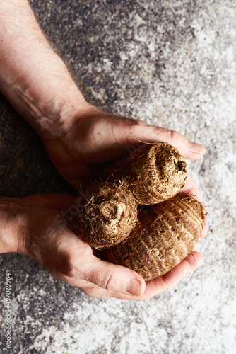 Taro vegetable in men's hands