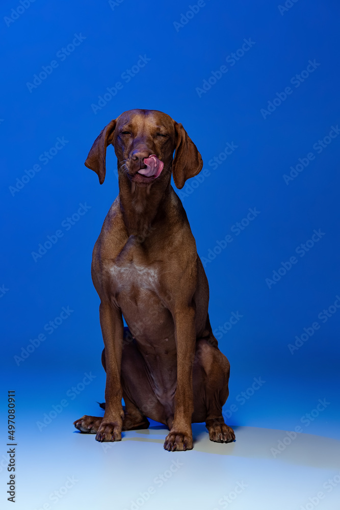 Portrait of beautiful Kurzhaar Drathaar, purebred dog posing isolated on blue background in neon light. Concept of animal, pets Portrait of beautiful Kurzhaar Drathaar, purebred dog posing isolated on blue background in neon light. Concept of animal, pets